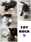 Cat Rock Owca